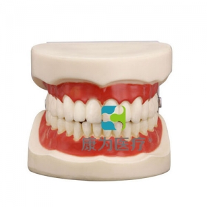 “康为医疗”口腔护理保健模型
