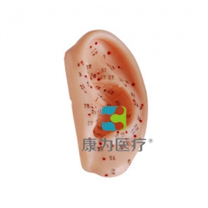 “康为医疗”耳针灸模型13CM