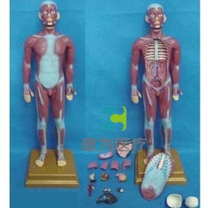 “康为医疗”人体全身肌肉附内脏模型（小）