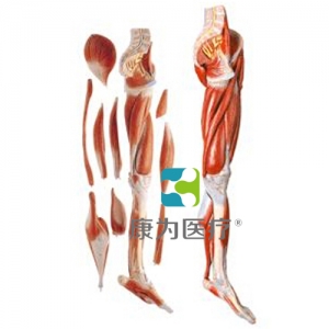 “康为医疗”下肢层次解剖模型