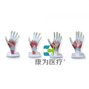 芜湖“康为医疗”手掌解剖模型