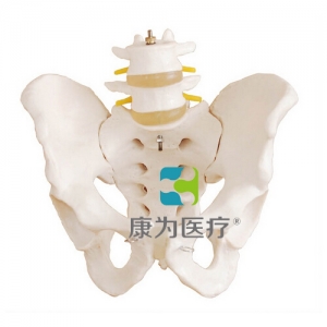 宿州“康为医疗”盆骨带两节腰椎模型