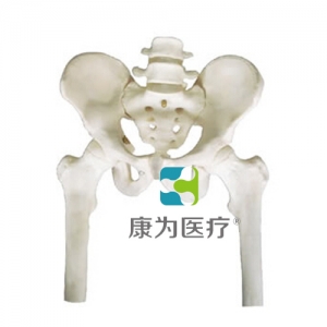 佳木斯“康为医疗”骨盆带两节腰椎附半腿骨模型
