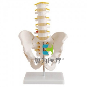 佳木斯“康为医疗”自然大骨盆带五节腰椎模型