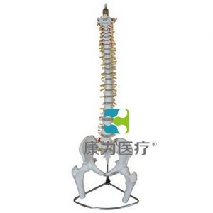 “康为医疗”脊柱、骨盆与股骨头模型