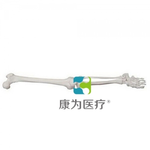 江苏“康为医疗”自然大下肢骨模型