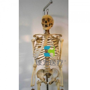 南充“康为医疗”全身骨骼模型（真尸）