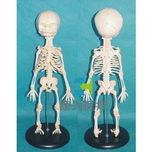 “康为医疗”高级胎儿骨骼模型