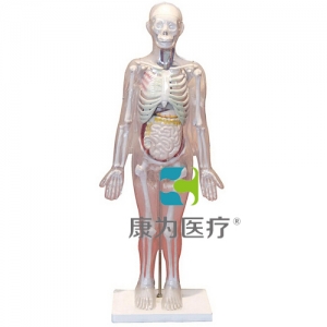 “康为医疗”人体体表、人体骨骼与内脏关系模型