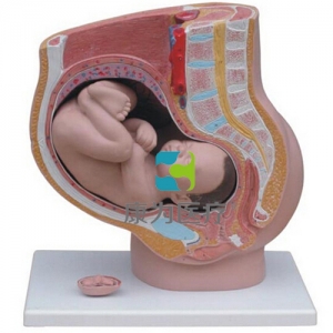 “康为医疗”女性盆腔矢状解剖模型(4件)