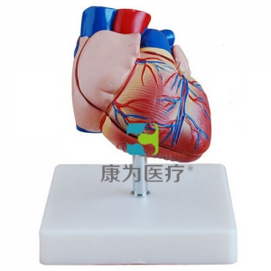“康为医疗”新型自然大心脏解剖模型