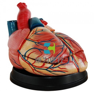 “康为医疗”新型大心脏解剖模型