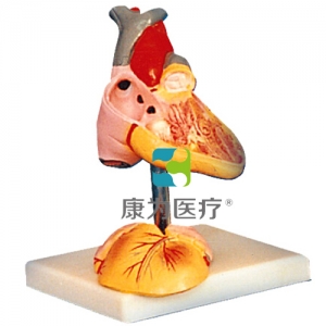 “康为医疗”儿童心脏解剖放大模型
