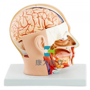 “康为医疗”头部解剖模型，自然大，4部件