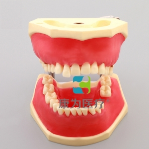 “康为医疗”牙周病实习模型