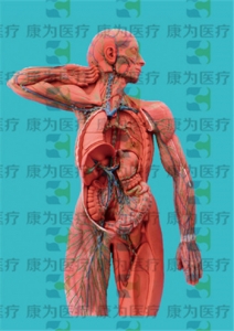 GPI医学人体肌肉硅胶模型（软硬结合）