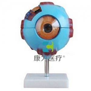GPI感觉器官眼睛眼球硅胶模型（软硬结合）